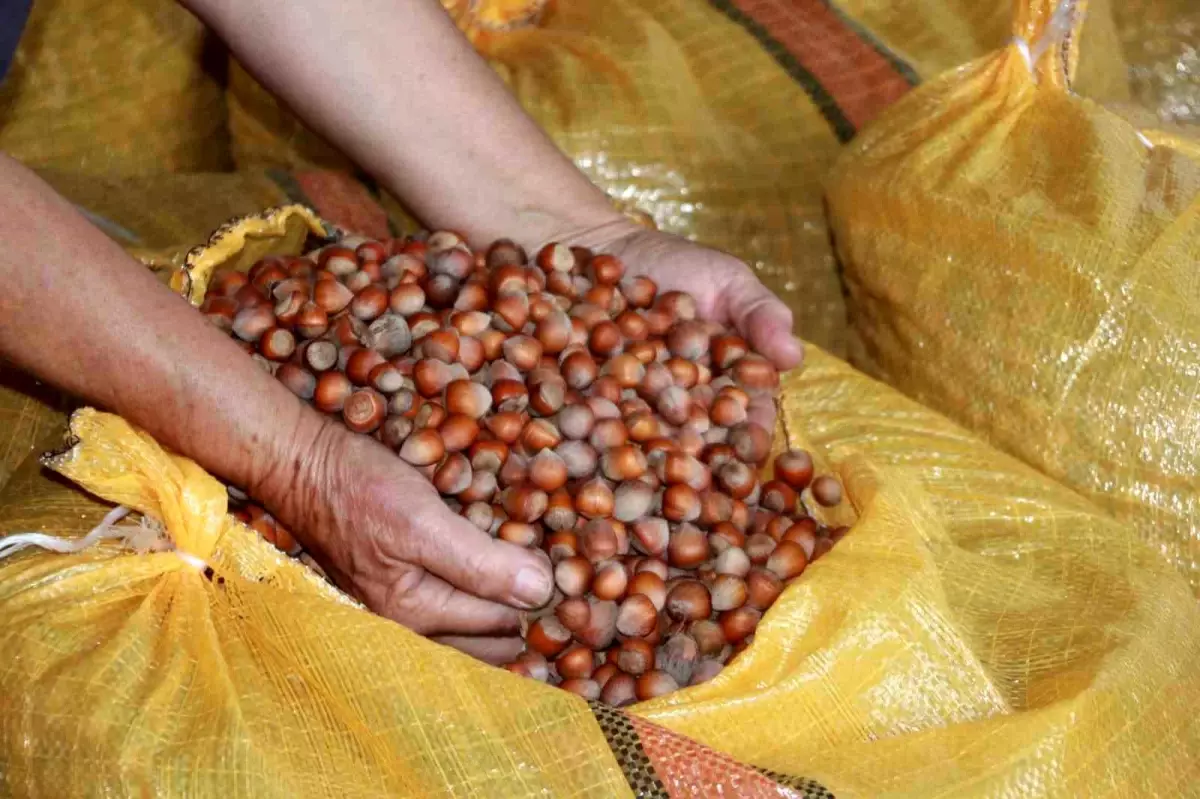 orduda findik ureticileri fiyat artisini bekliyor xjU2R3CB