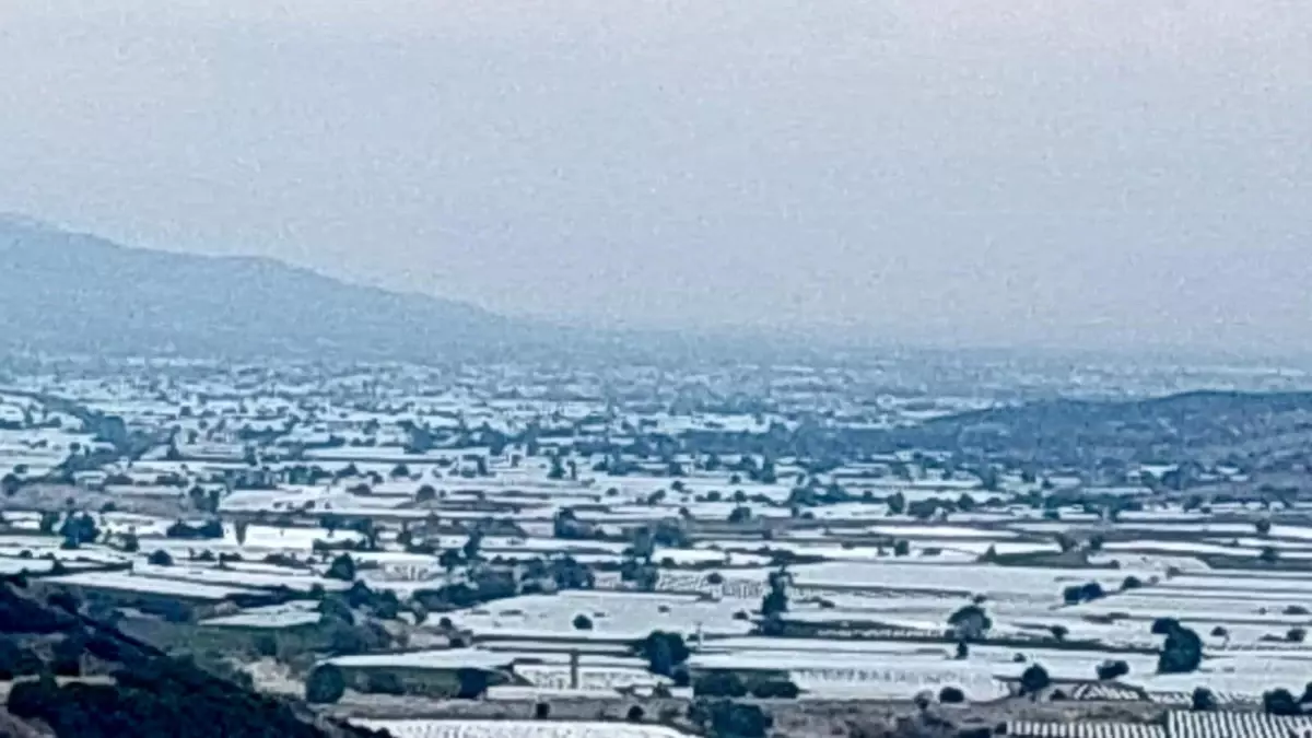 sarigolde uzum ureticileri ihracat icin hasada cagri iyi xMgA5grU.jpg