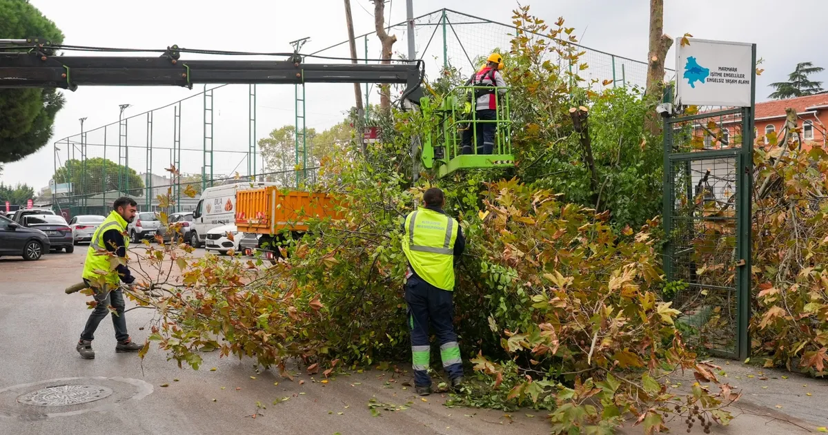 istanbul maltepede budama zamani E6i3puGx.webp
