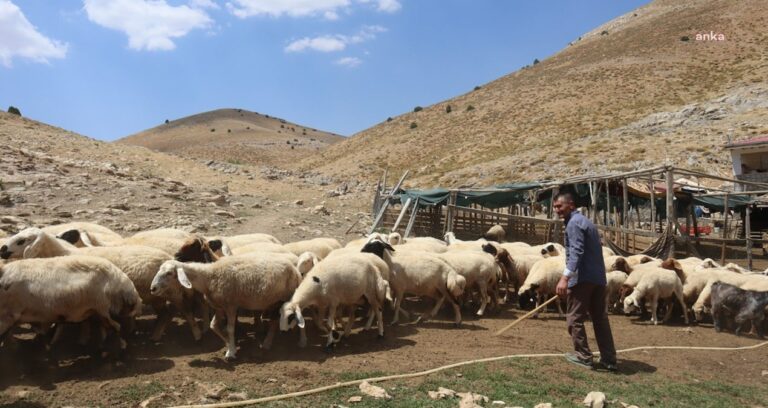 150-bin-liralik-maasi-begenmiyorlardi-besicilerin-yeni-coban-formulu-piyasayi-karistirdi-v42tW2Jq