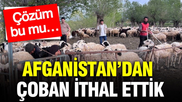 afganistandan-coban-ithal-ettik-cozum-bu-mu-ZXw7NuzH